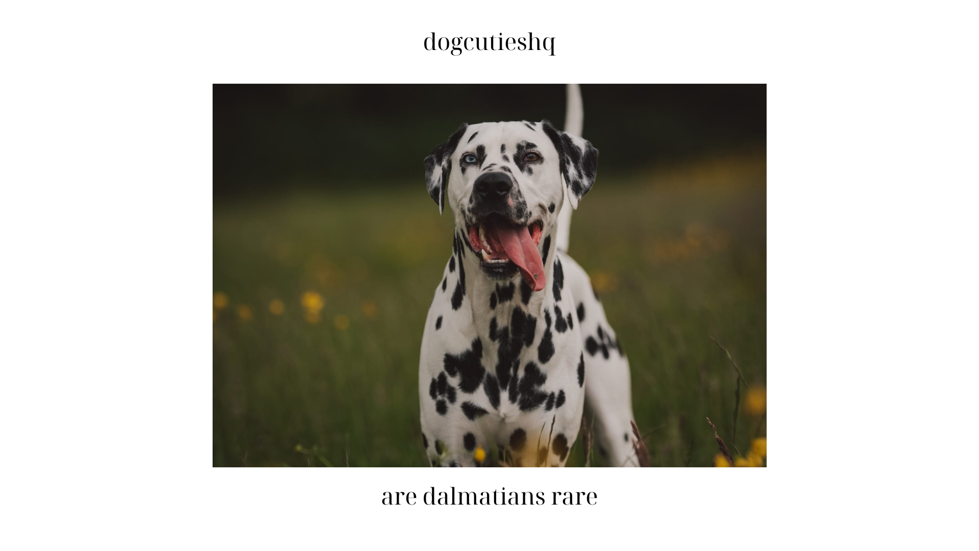 are dalmatians rare