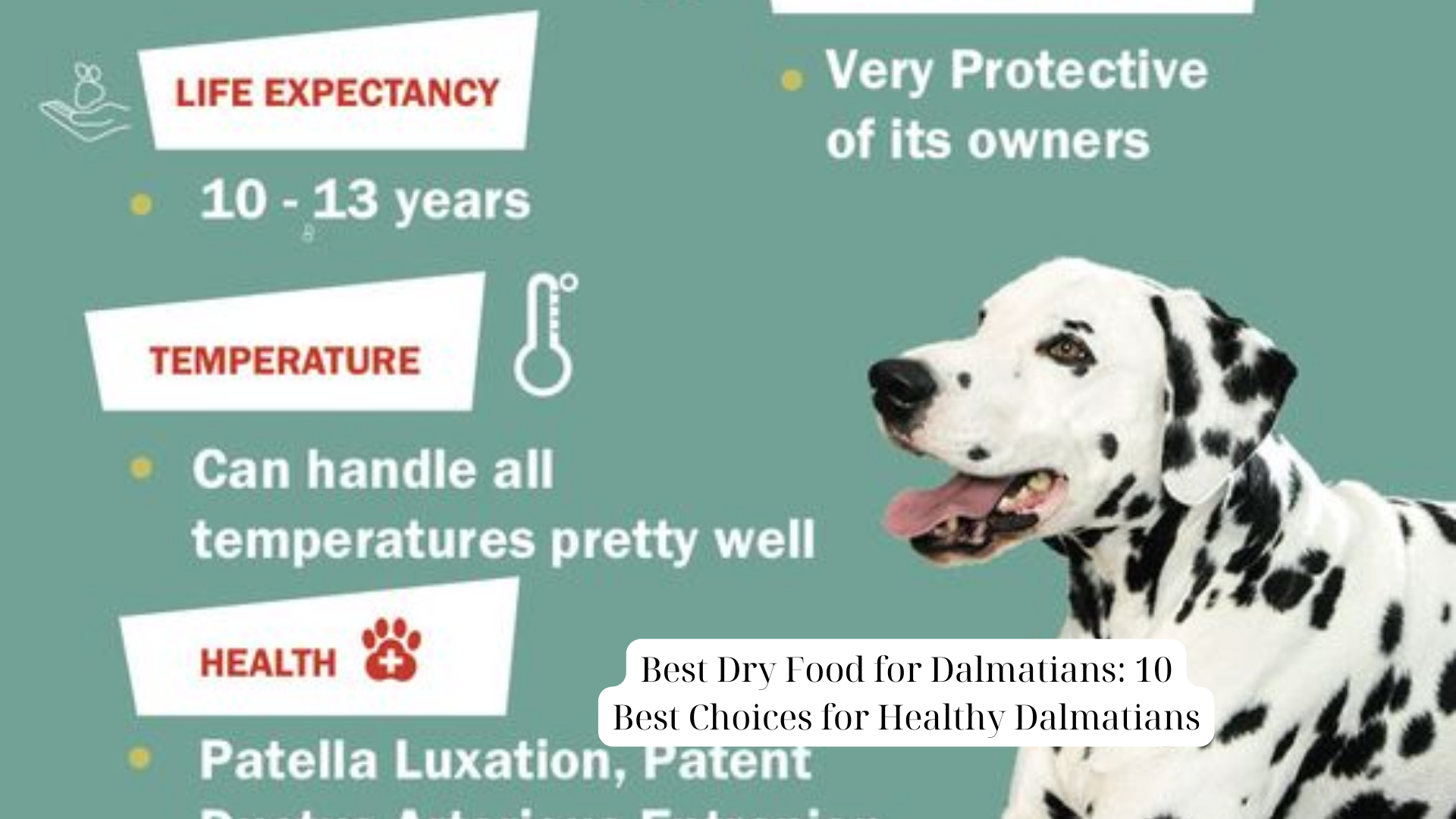 Best Dry Food for Dalmatians 10 Best Choices for Healthy Dalmatians (1)